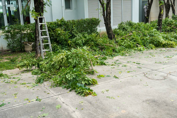 How Our Tree Care Process Works  in Robins Af, GA